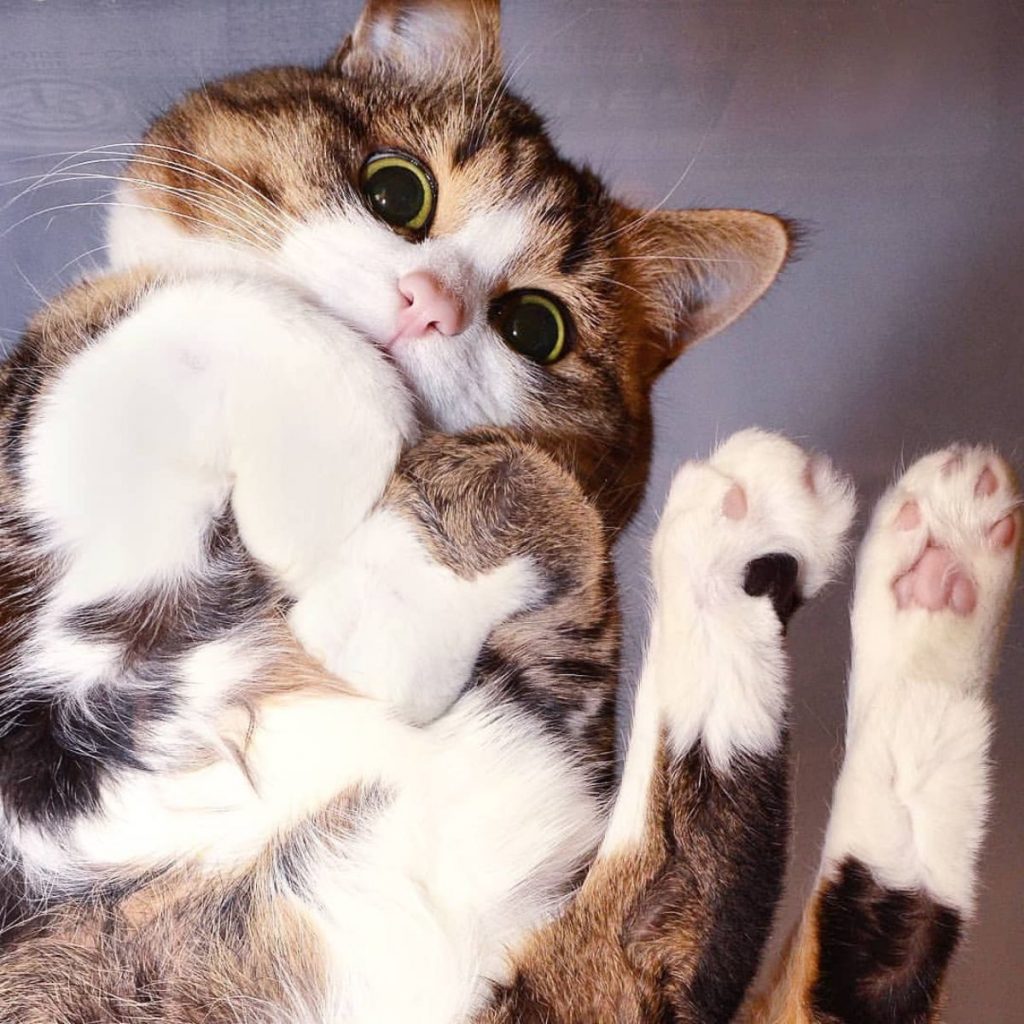 adorable cat on glass