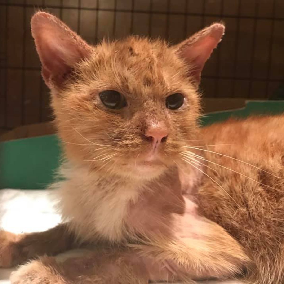 adorable ginger cat in a cage