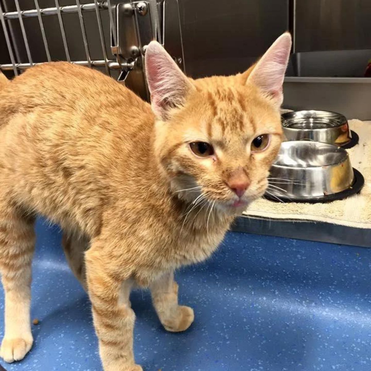 adorable ginger cat