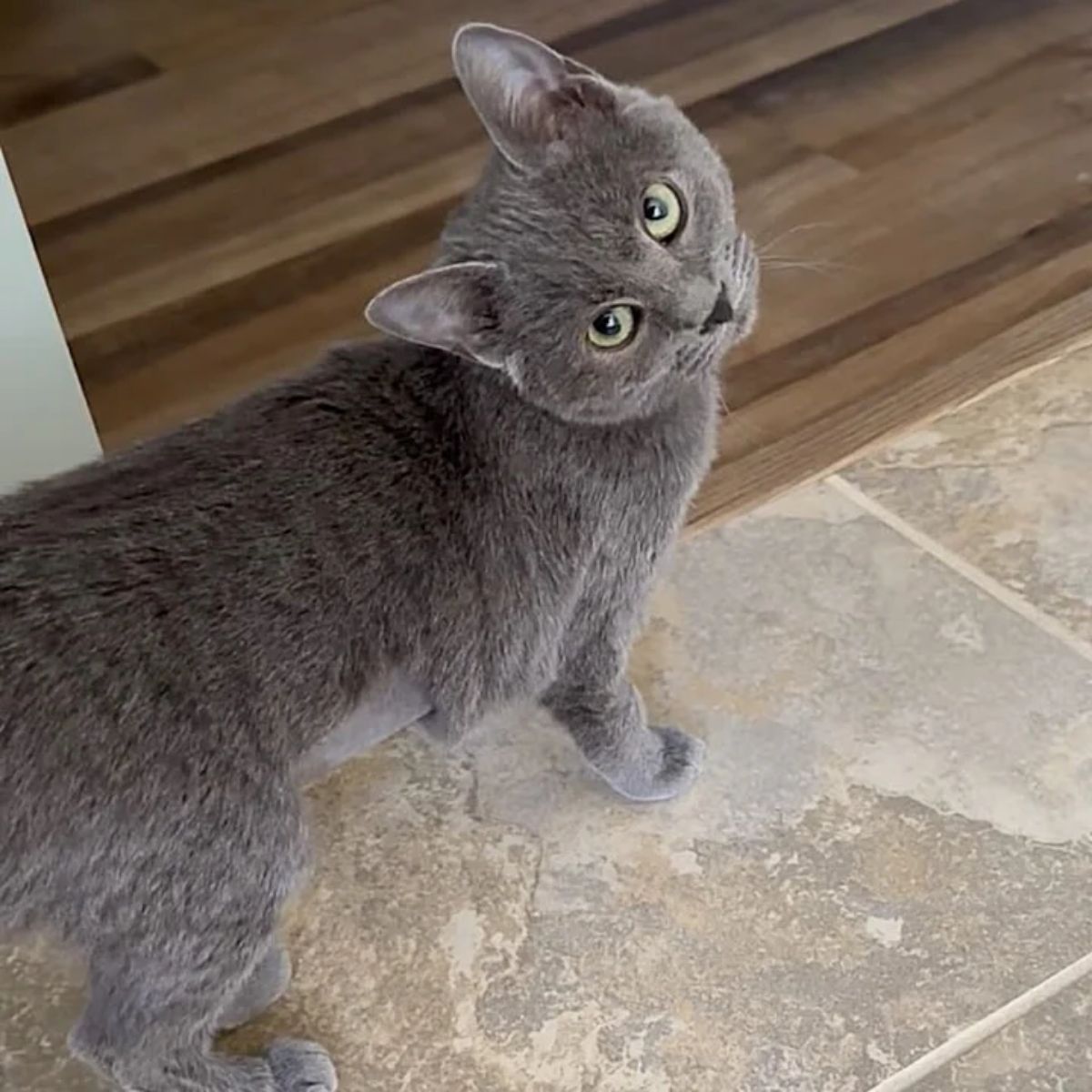 adorable gray cat