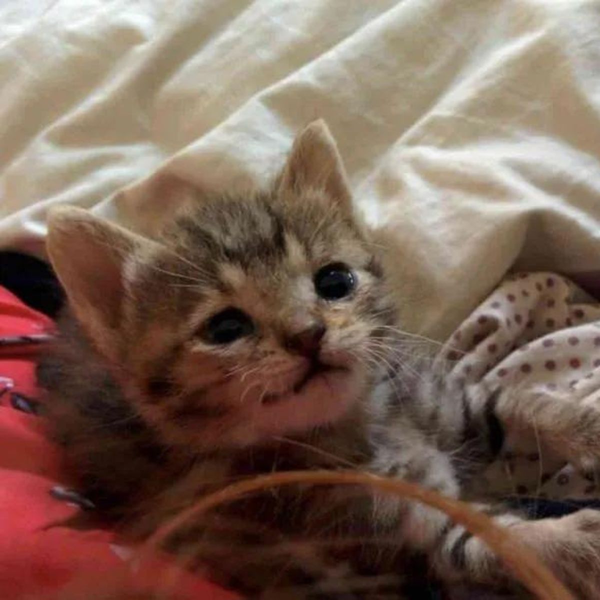 adorable gray kitten laying down