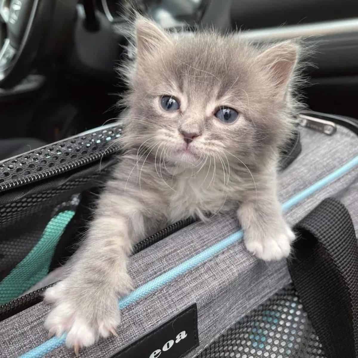 adorable kitten in a bag