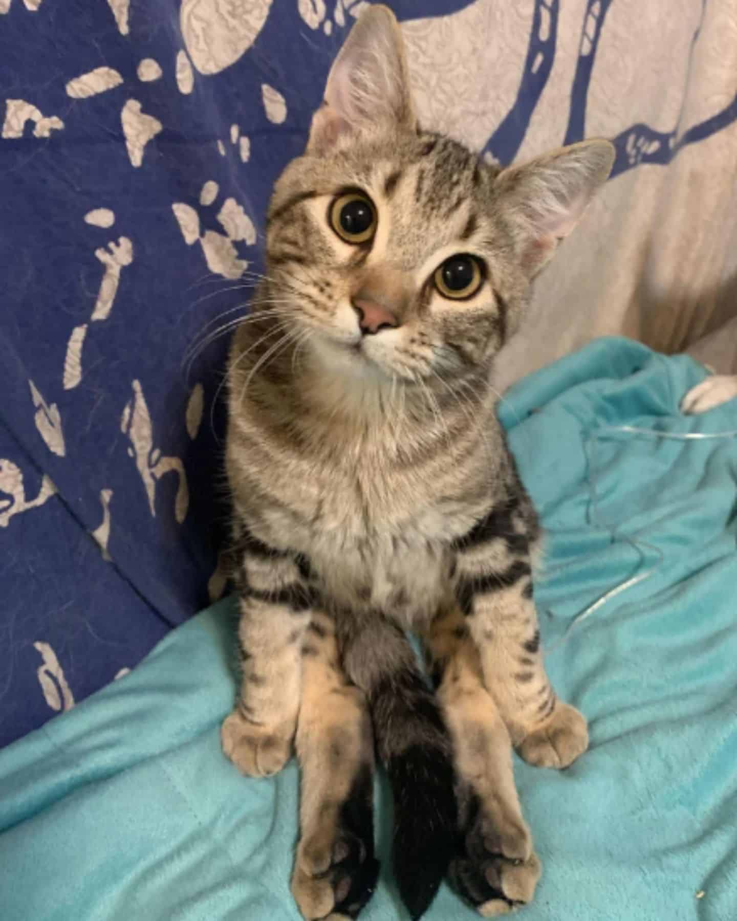 adorable kitten sitting on the couch and looking at the camera