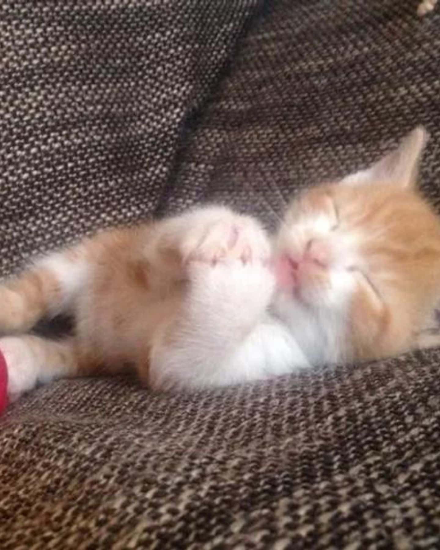 adorable kitten sleeping