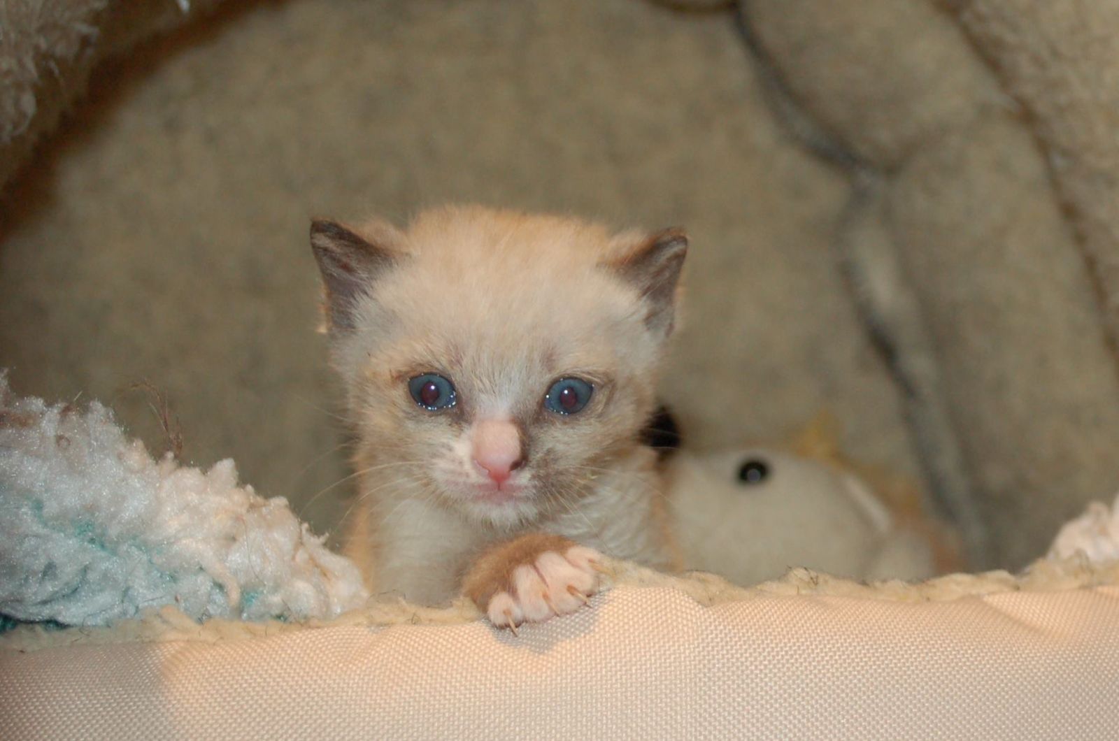 adorable kitten with blue eyes