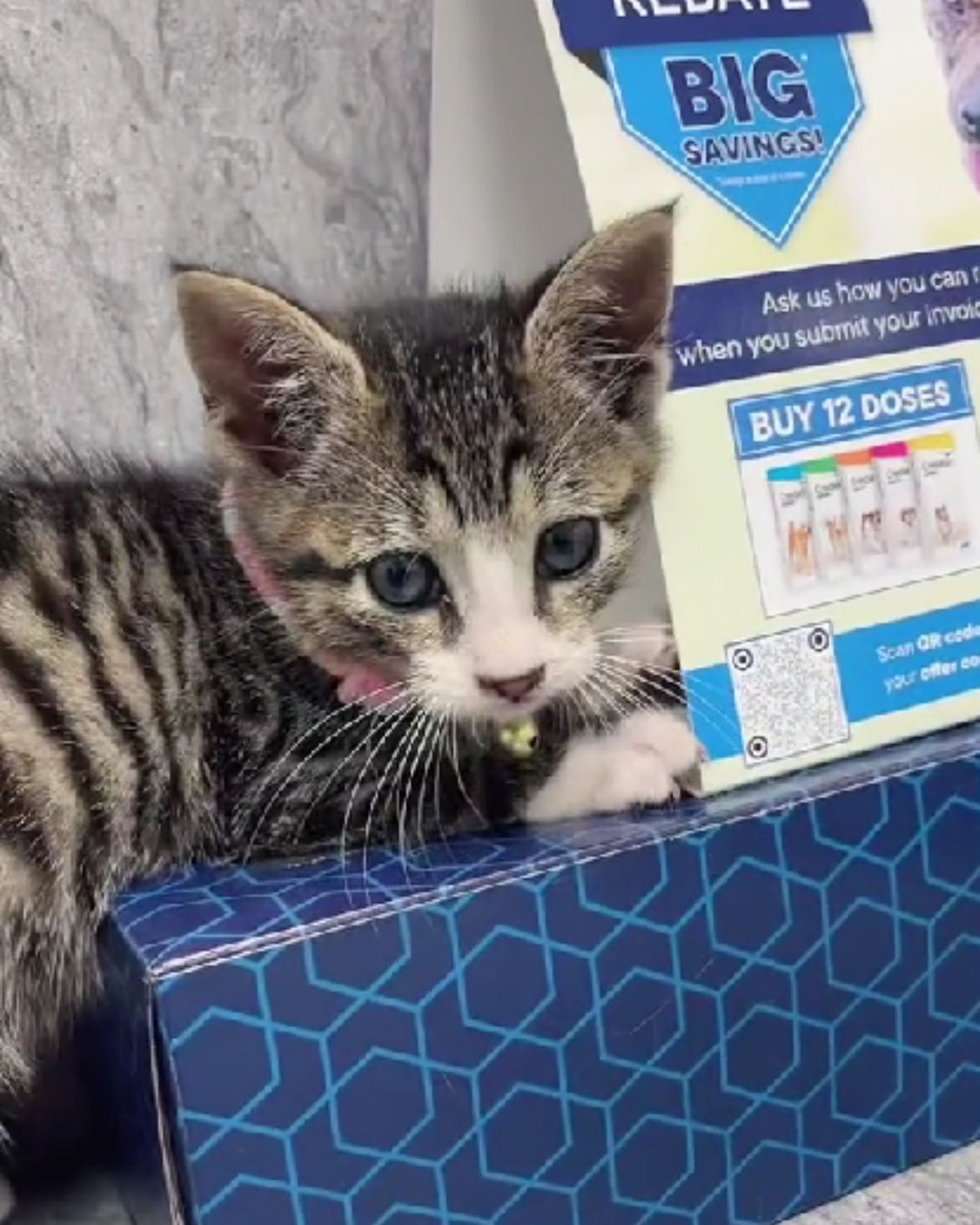 adorable kitten with pink necklace