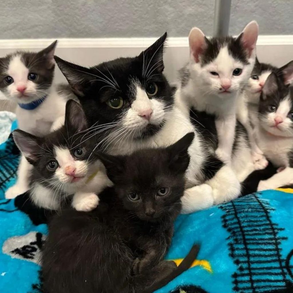 adorable kittens lie next to the mother cat who cares for them