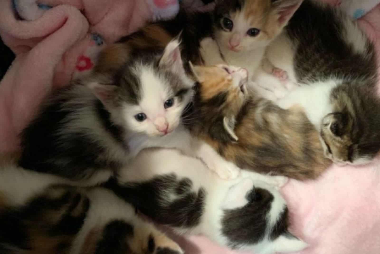 Two Calico Kittens Rescued From Parking Lot Never Leave Each Other’s Side