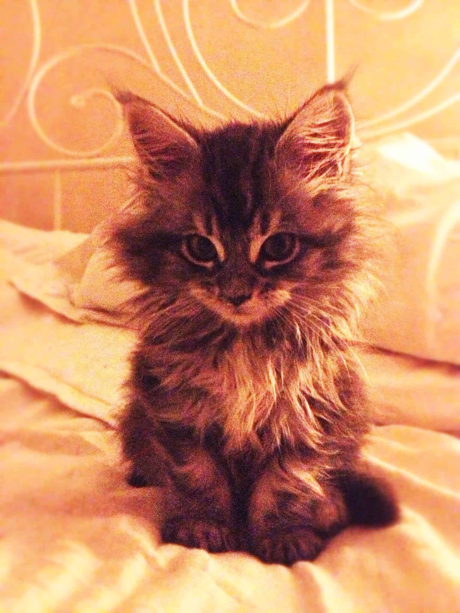 adorable maine coon kitten