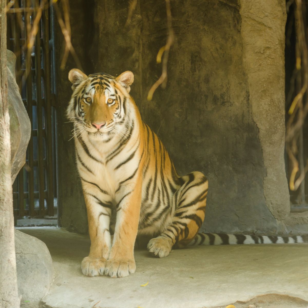 adult tiger