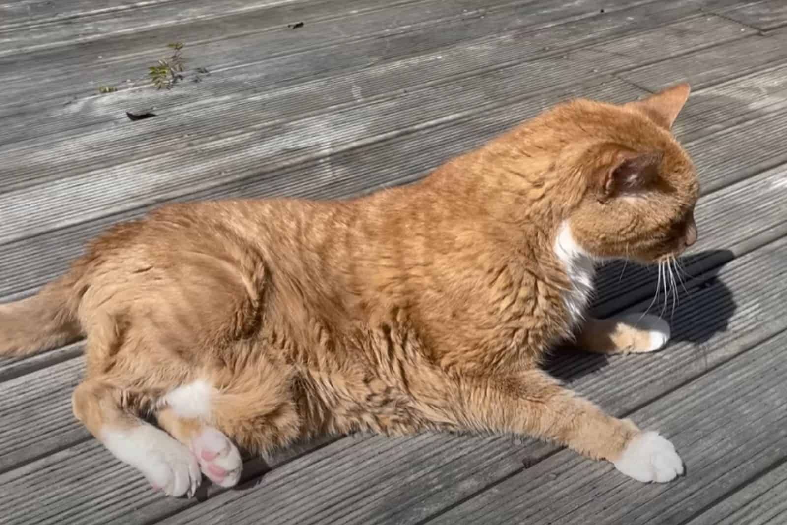 an old yellow cat is lying on a wooden board