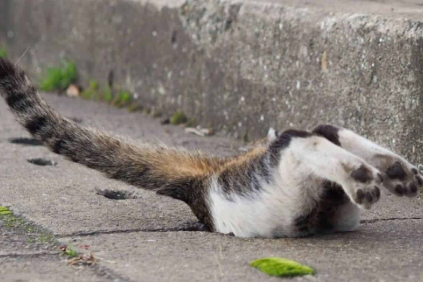 another funny photo of a cat entering a hole in the pavement