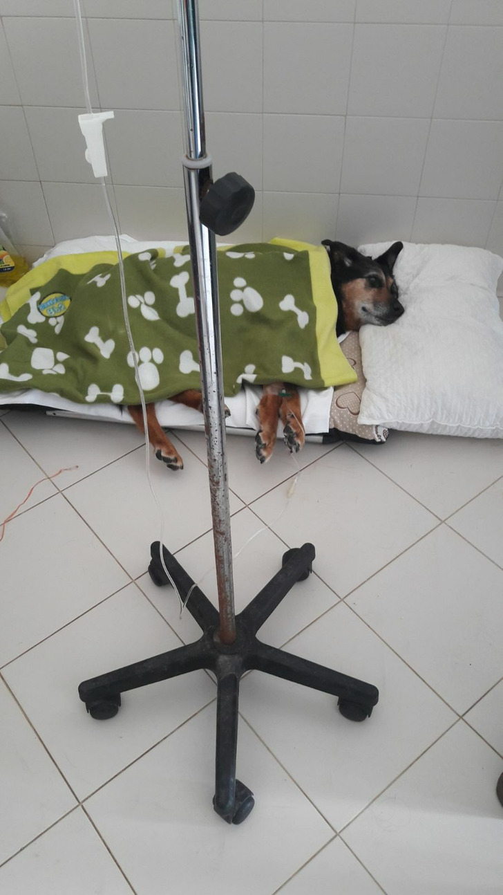 A sick dog on IV laying down on a bed with blankets warming it up.