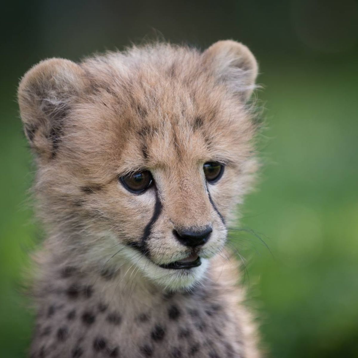 baby cheetah