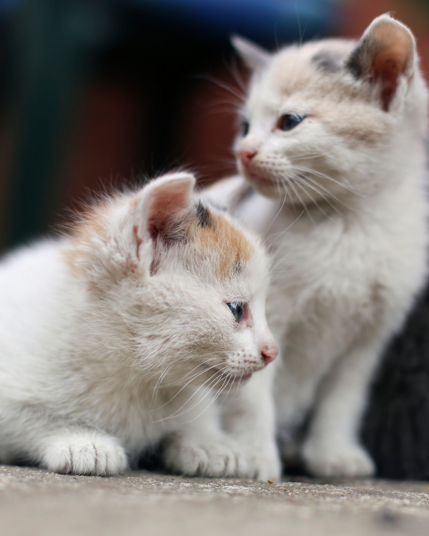 belle-and-tori-as-kittens