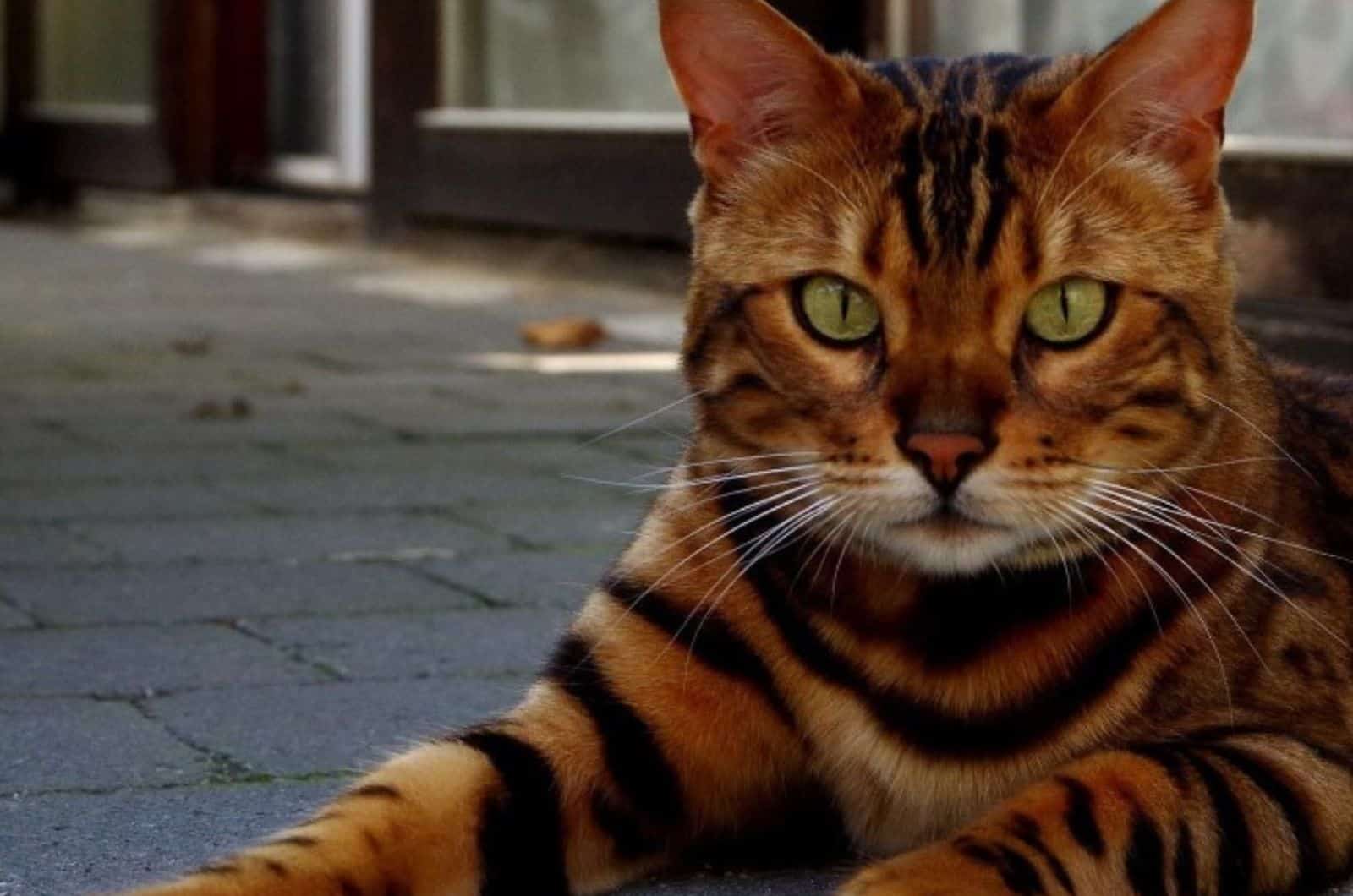 bengal cat laying down