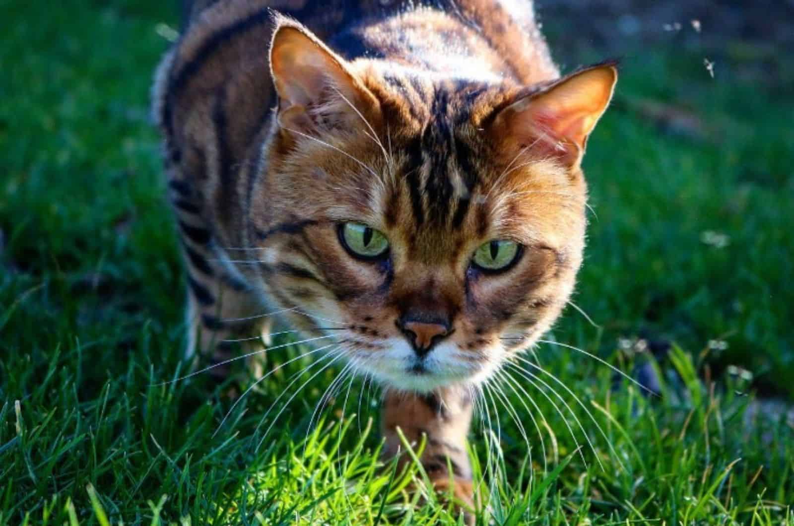 bengal cat outside