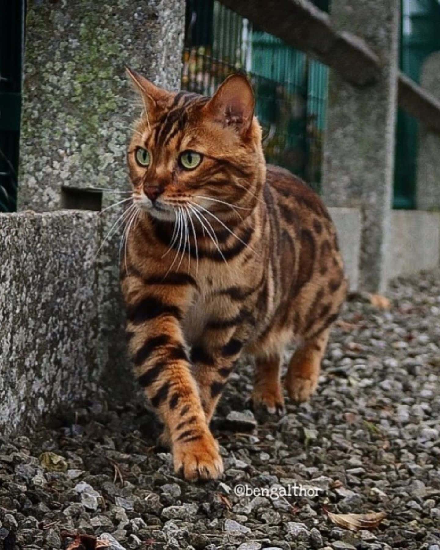 bengal cat walking