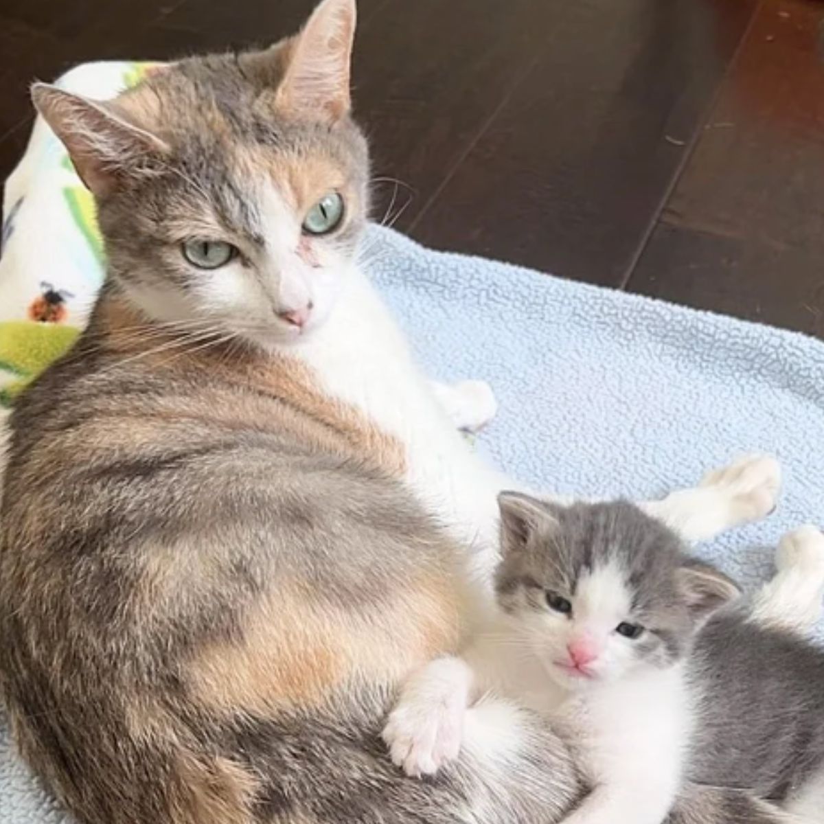 big cat taking care about kitten