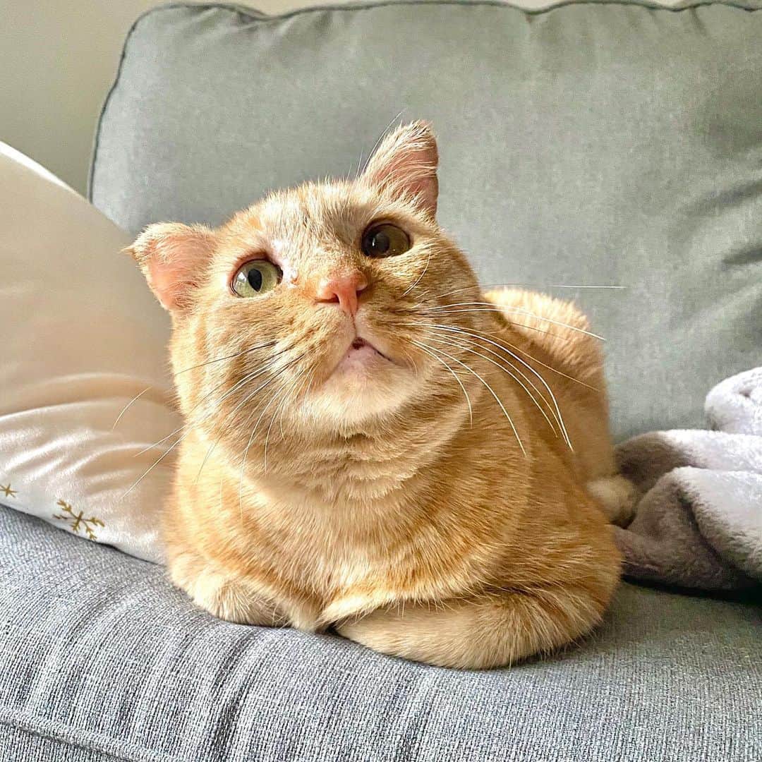 big orange cat looking up