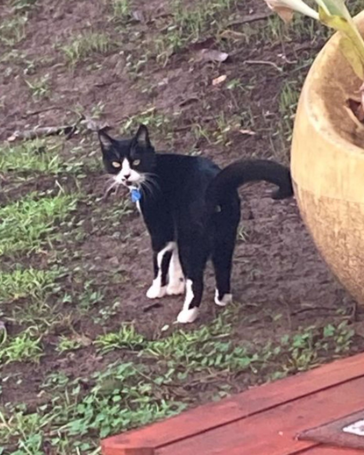 black and white cat in the yard