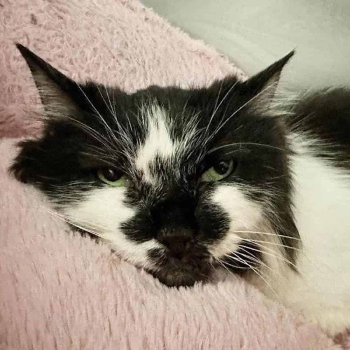 black and white cat laying down