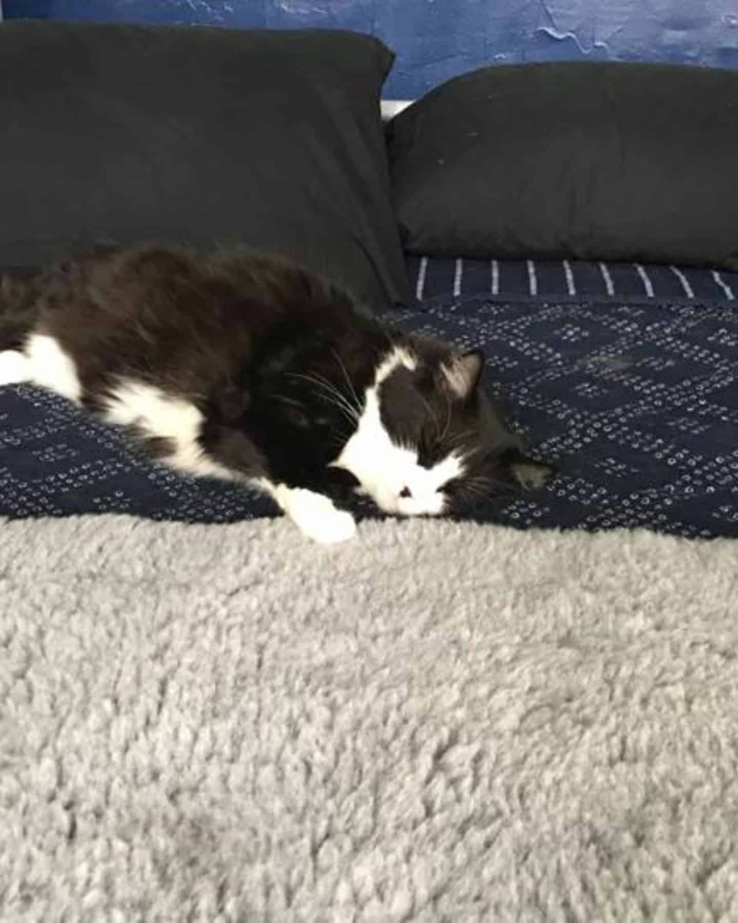 black and white cat laying on a bed