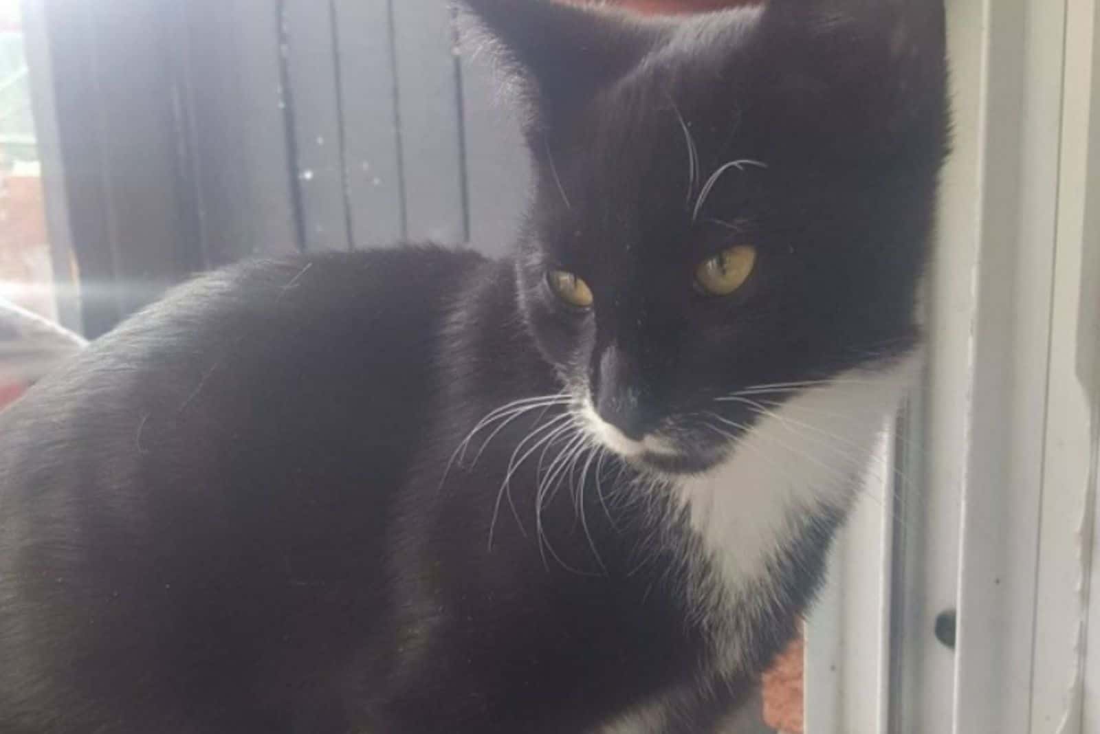 black and white cat looking away