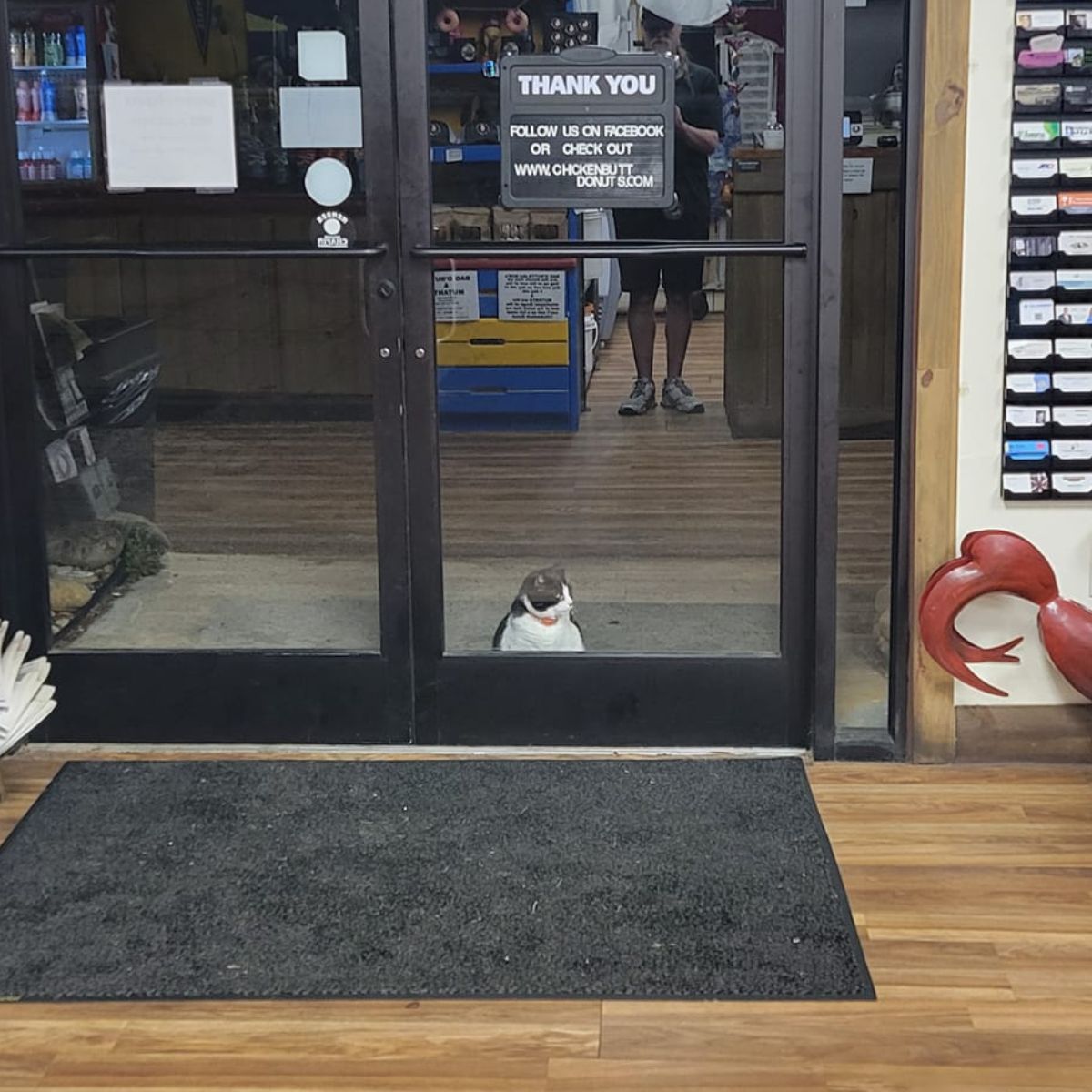 black and white cat sitting in front of door