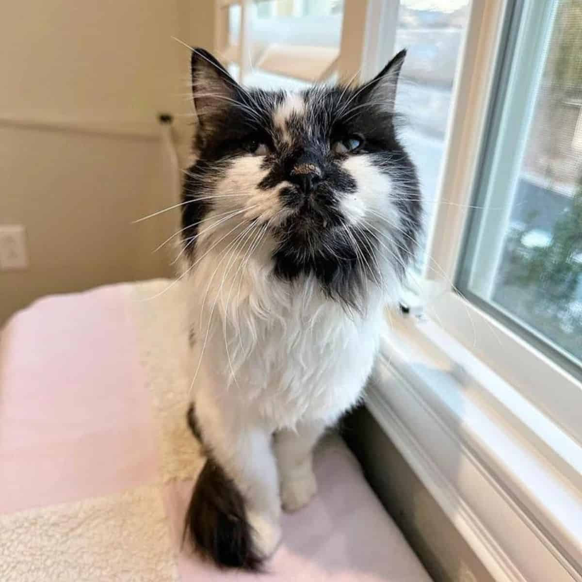 black and white cat standing next to window