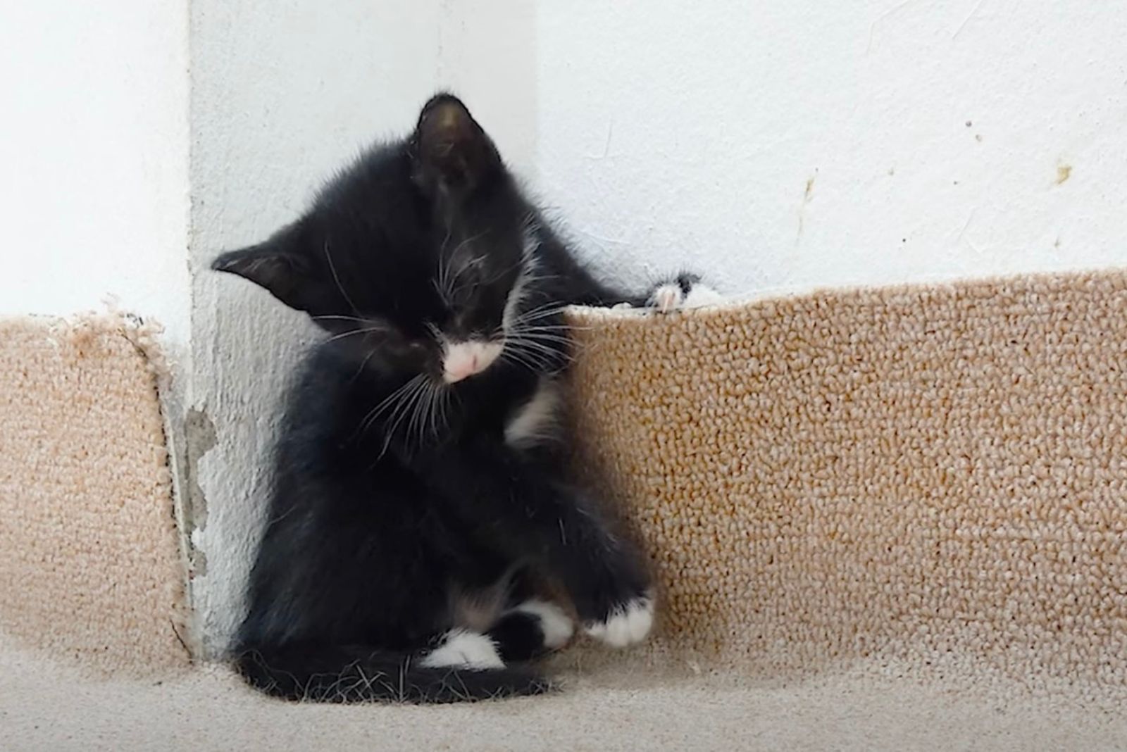 black and white kitten