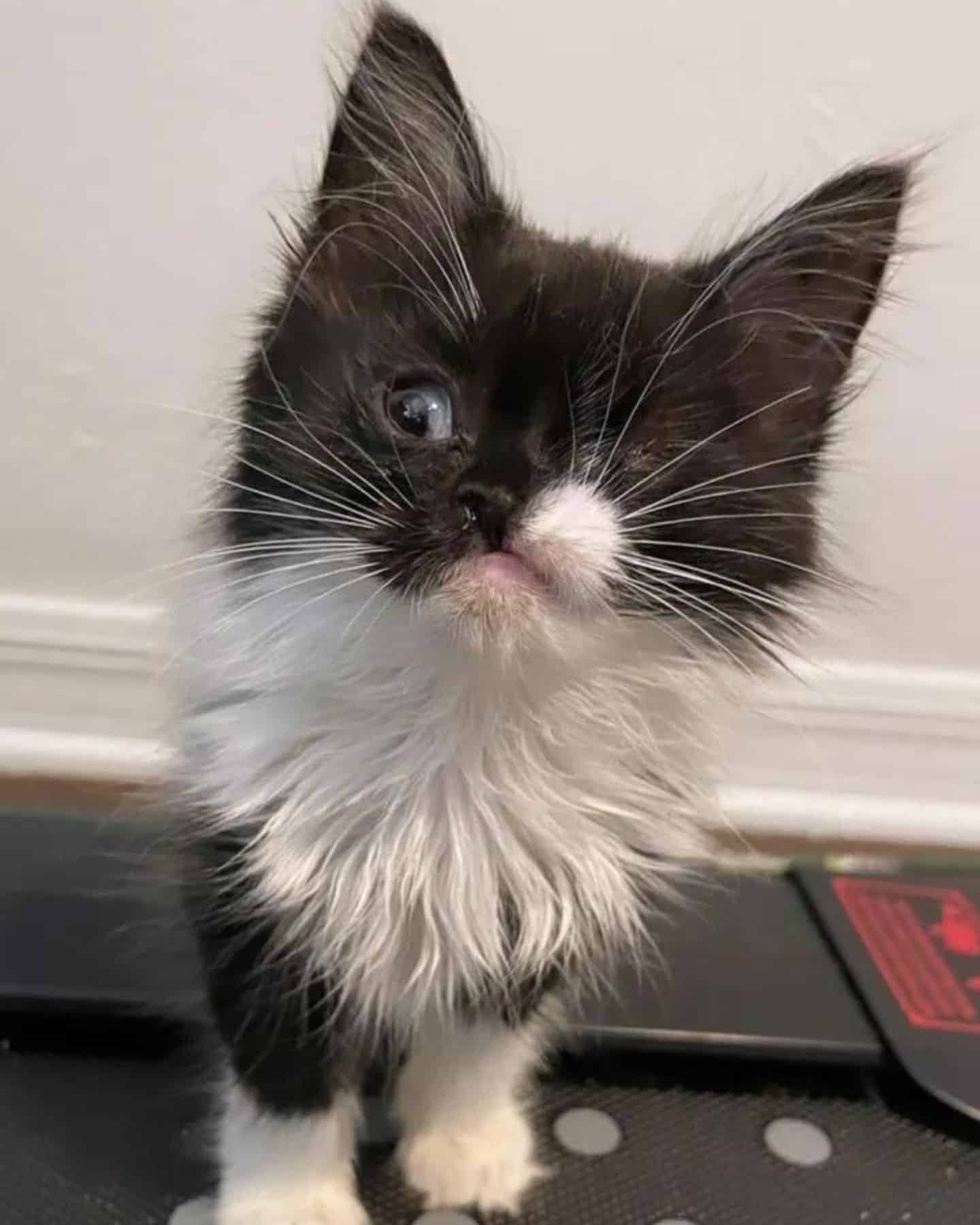 black and white kitten