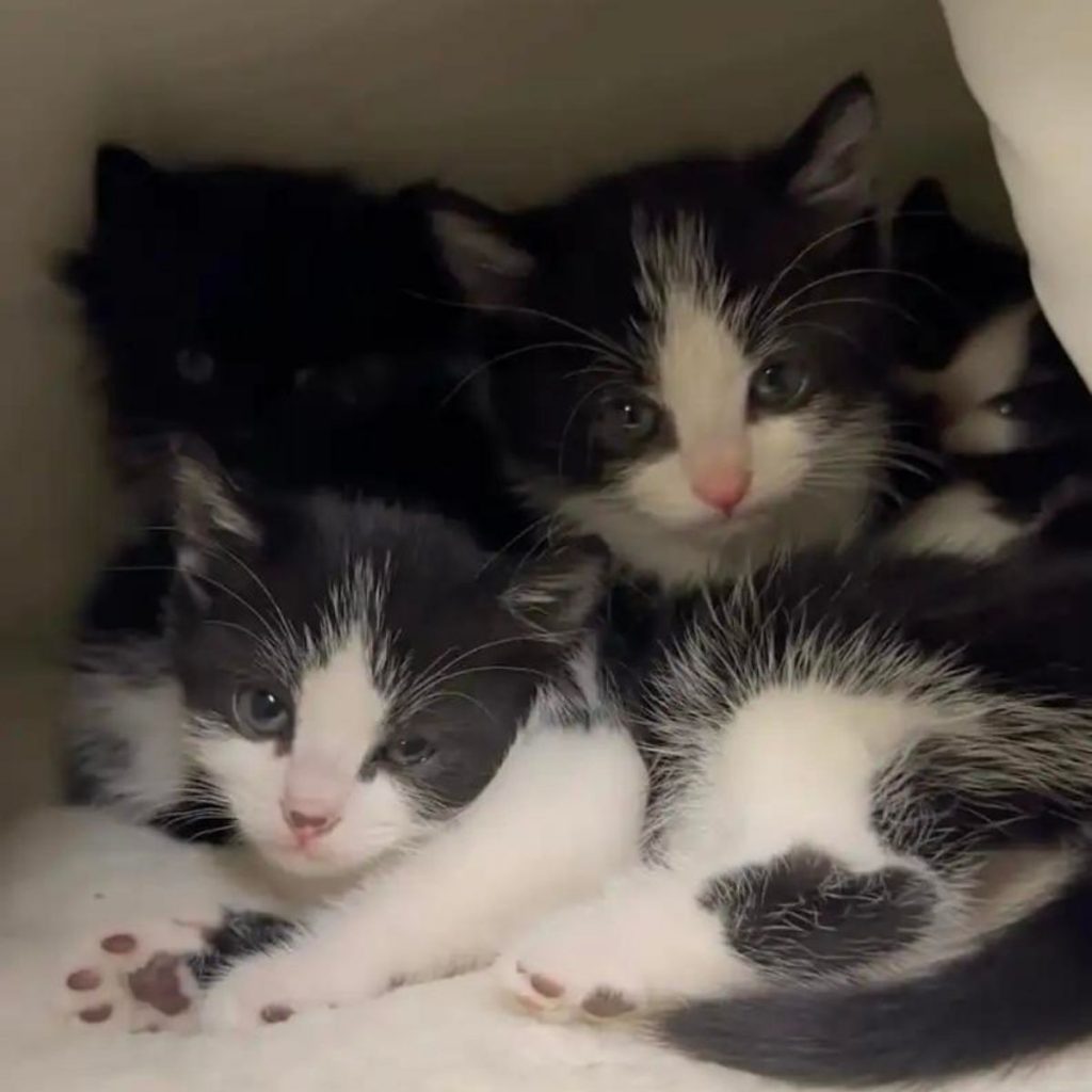 black and white kittens