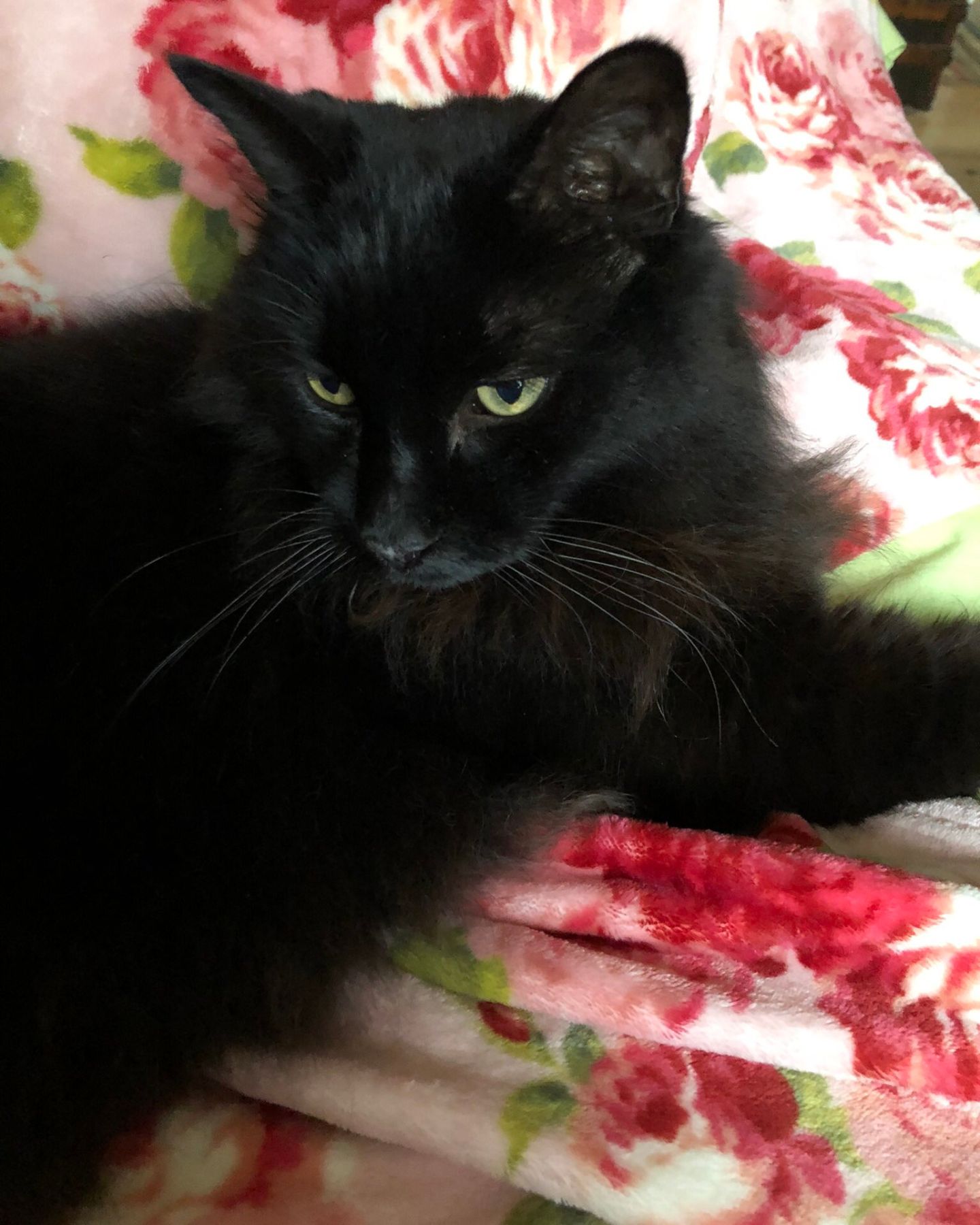 black cat laying down on a pillow