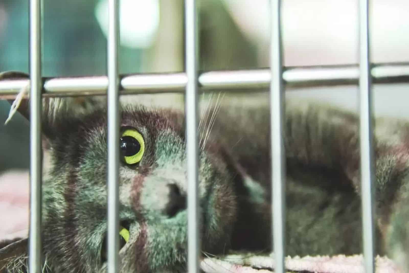 black cat laying in the cage