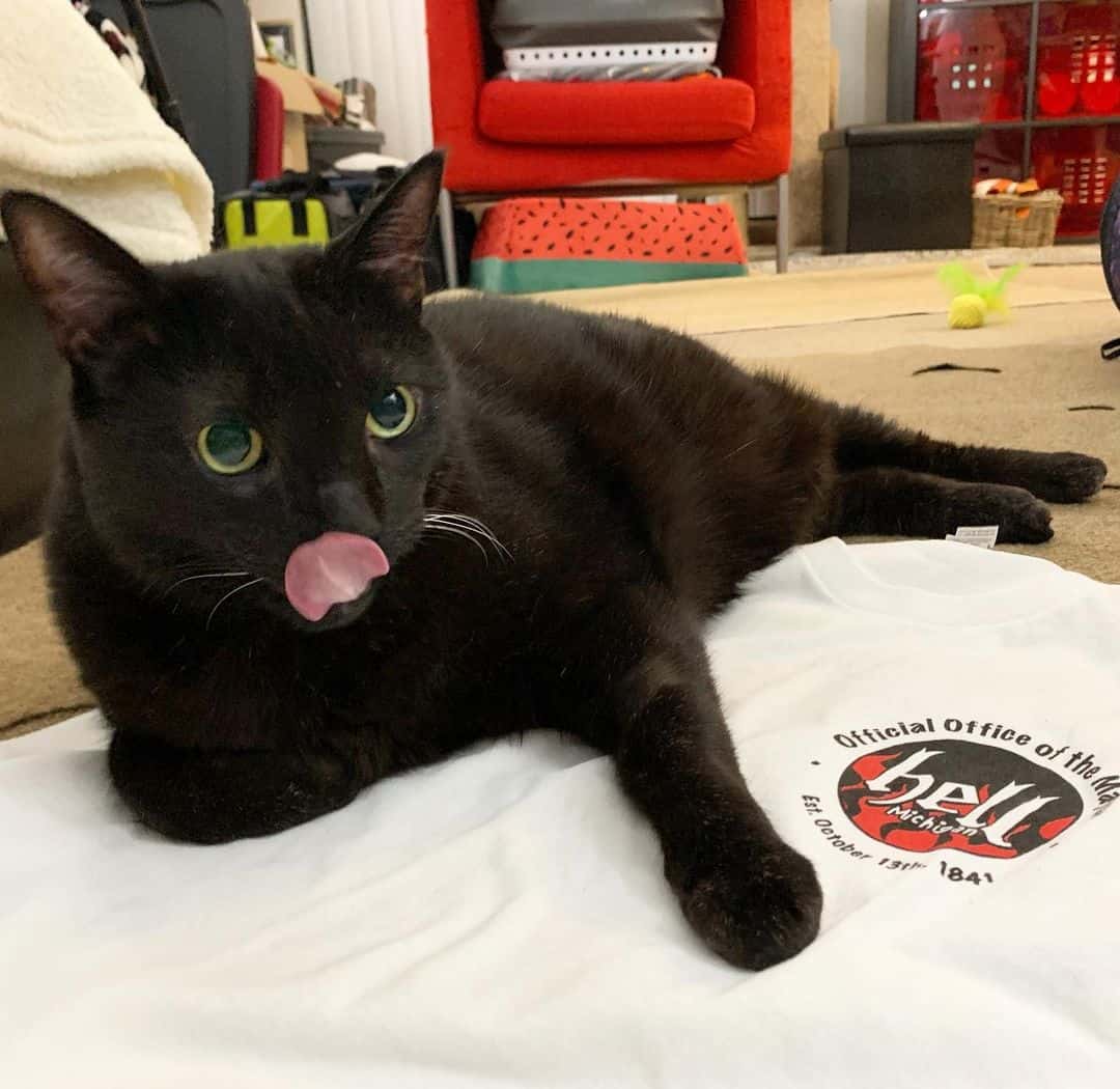 black cat lying on shirt