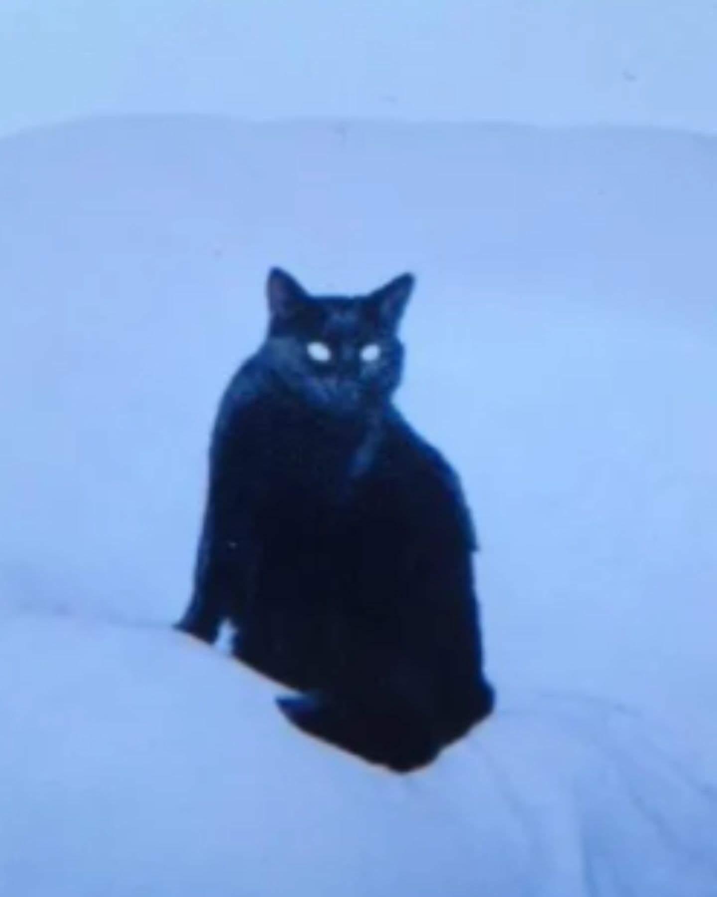 black cat on a snow