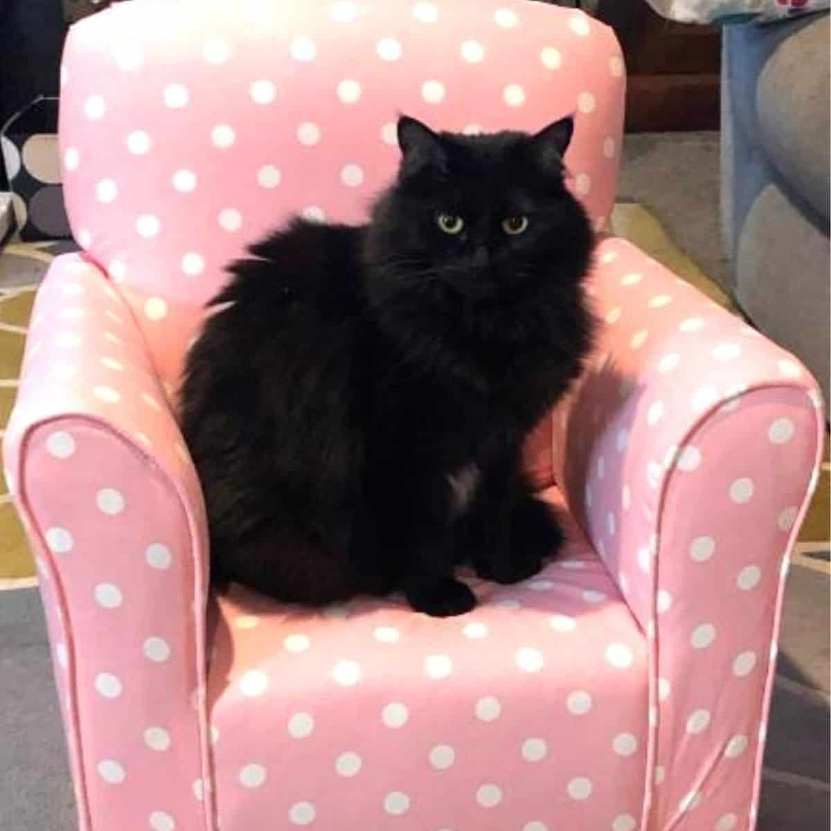 black cat on pink sofa