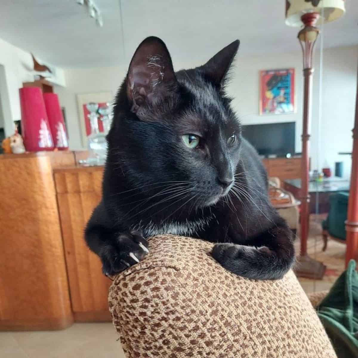 black cat on the couch