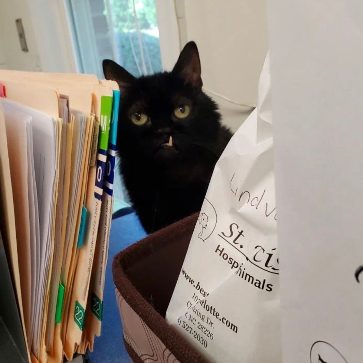 black cat peeks