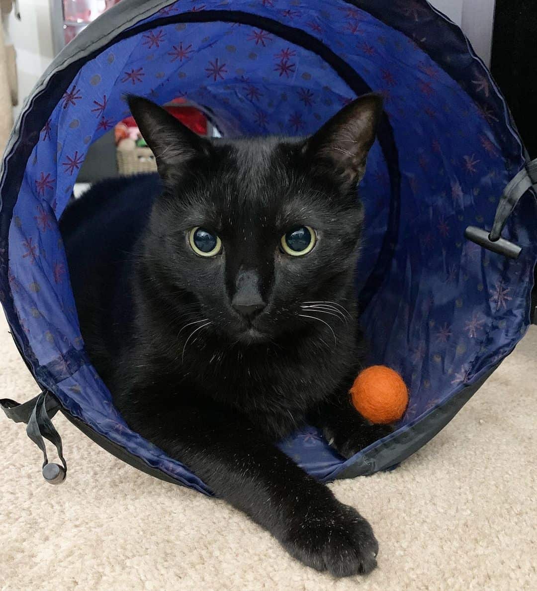 black cat playing with toys