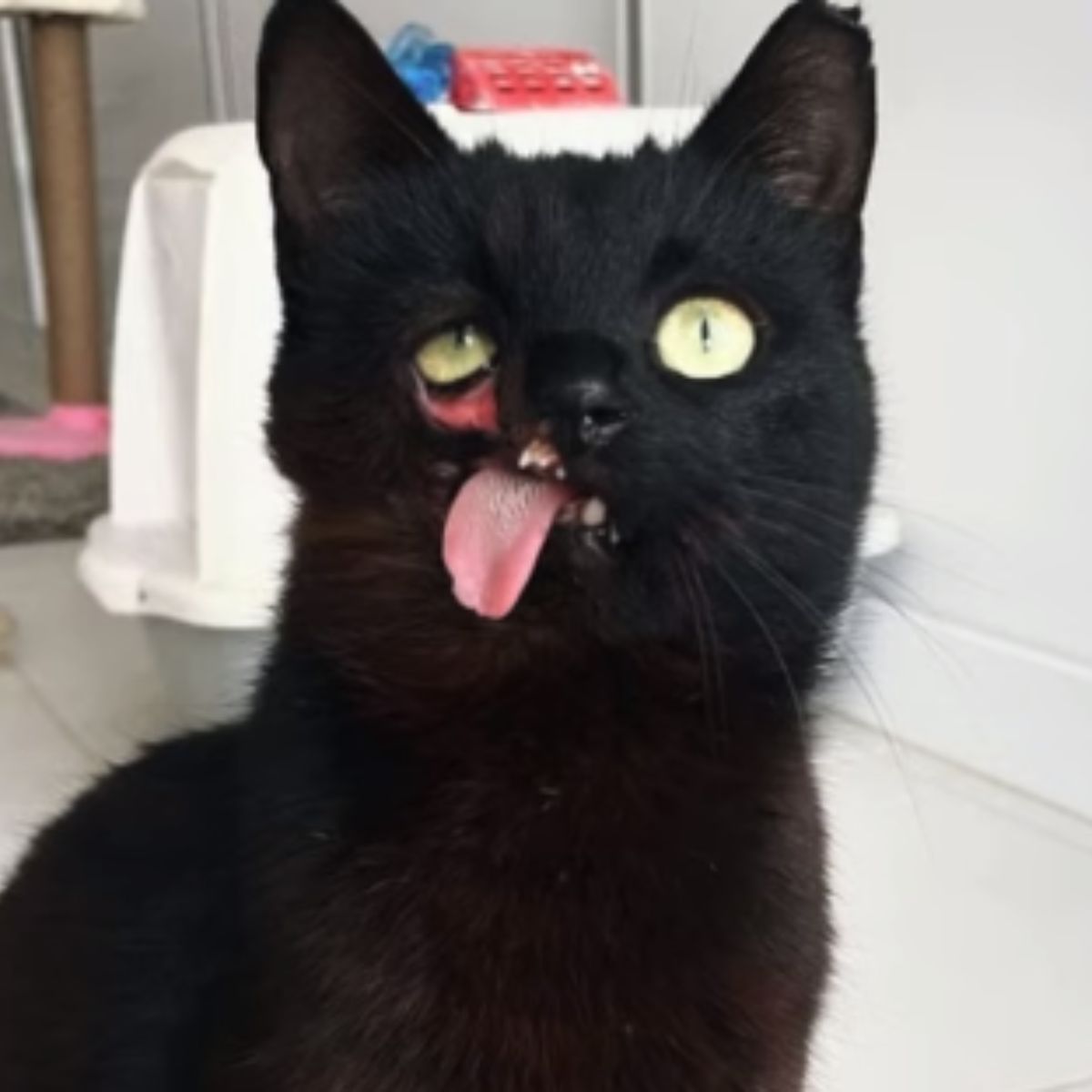 black cat with deformed face