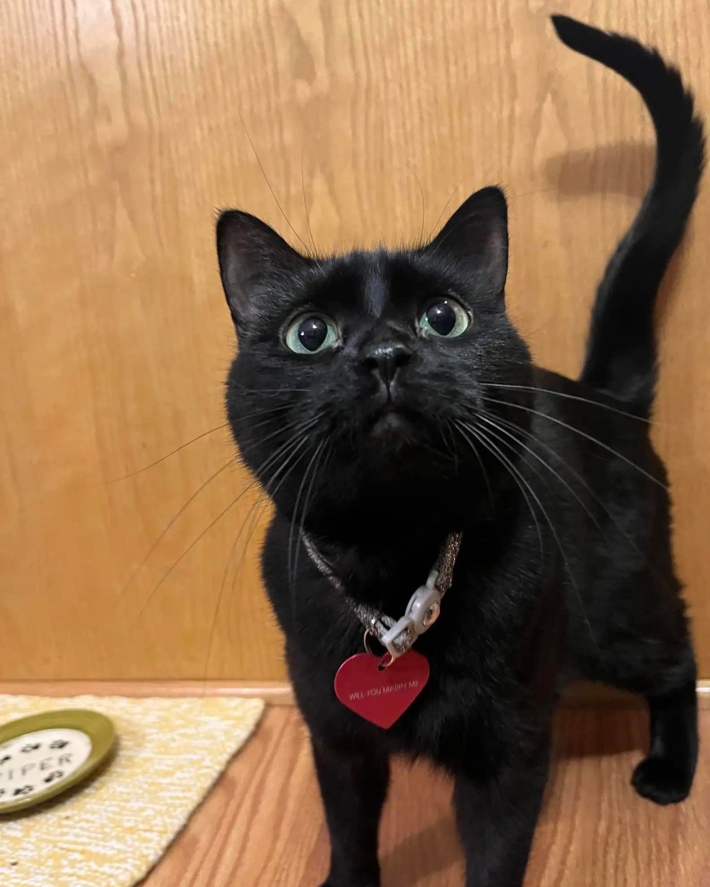 black cat with heart necklace