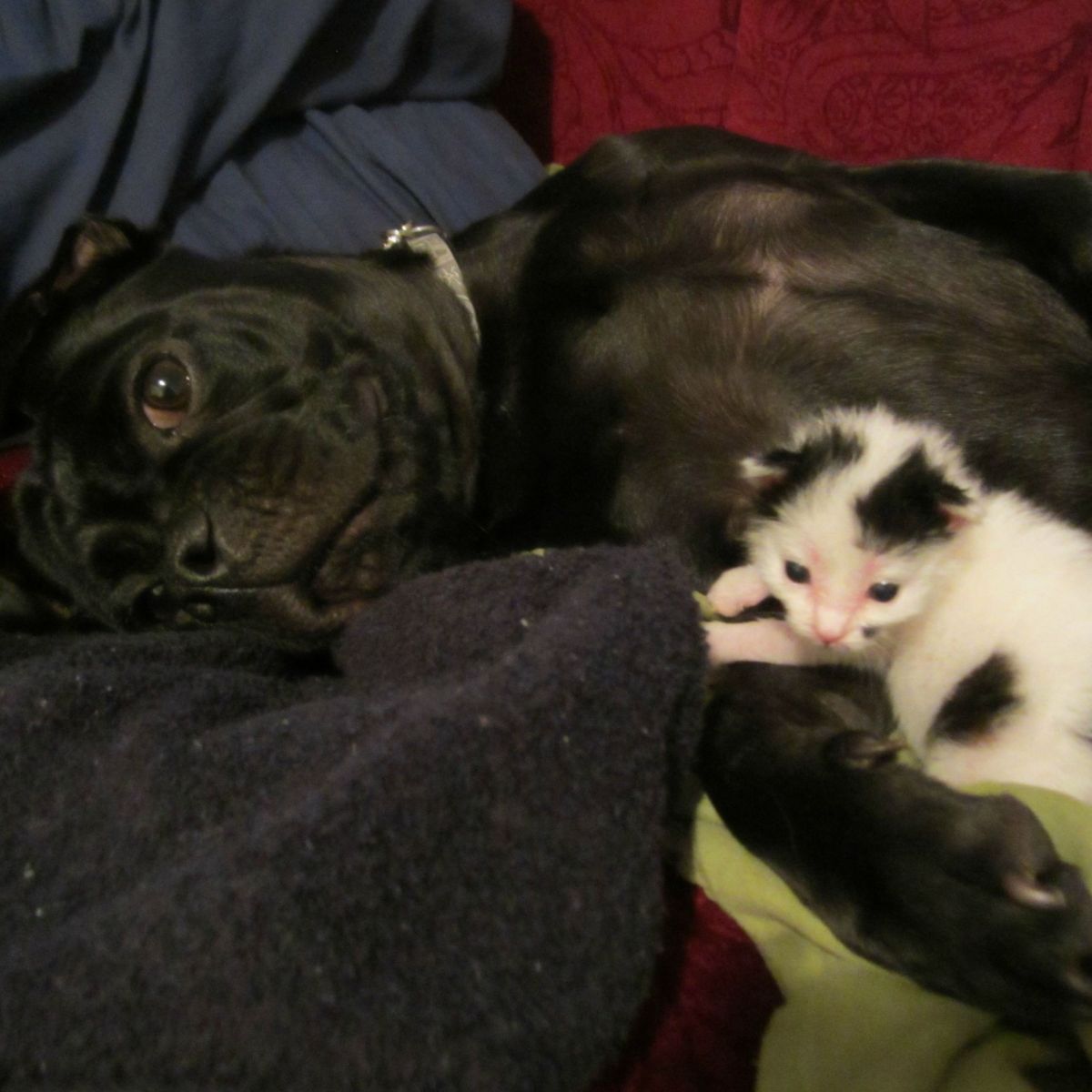 black dog and cute kitten