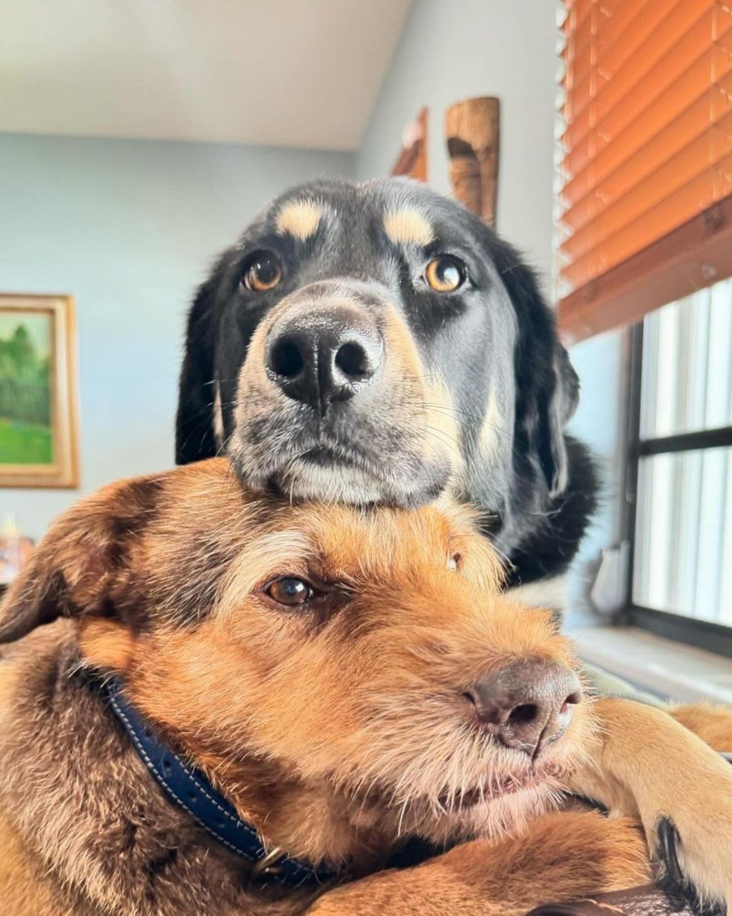 black dog holding head on other dog