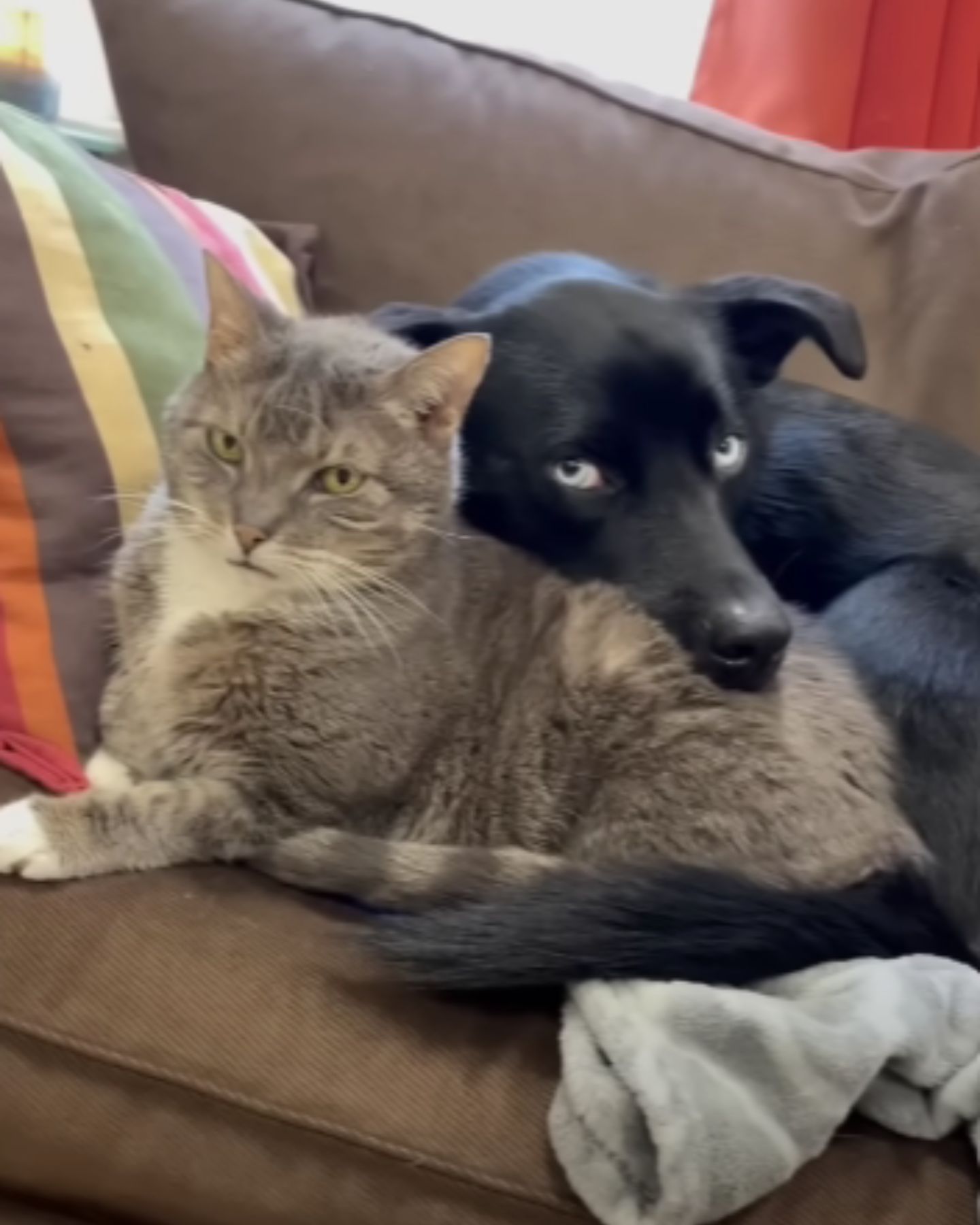 black dog hugging a cat