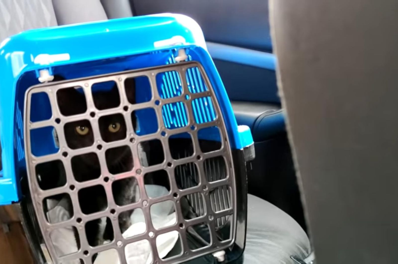 black kitten in a kennel