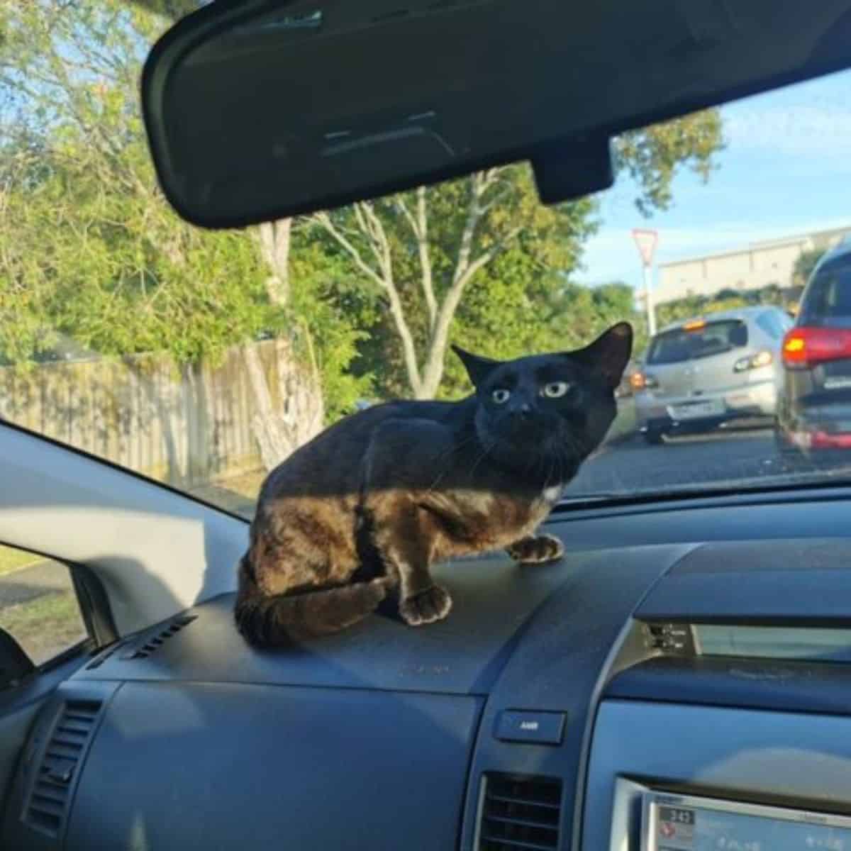 black kitten in the car