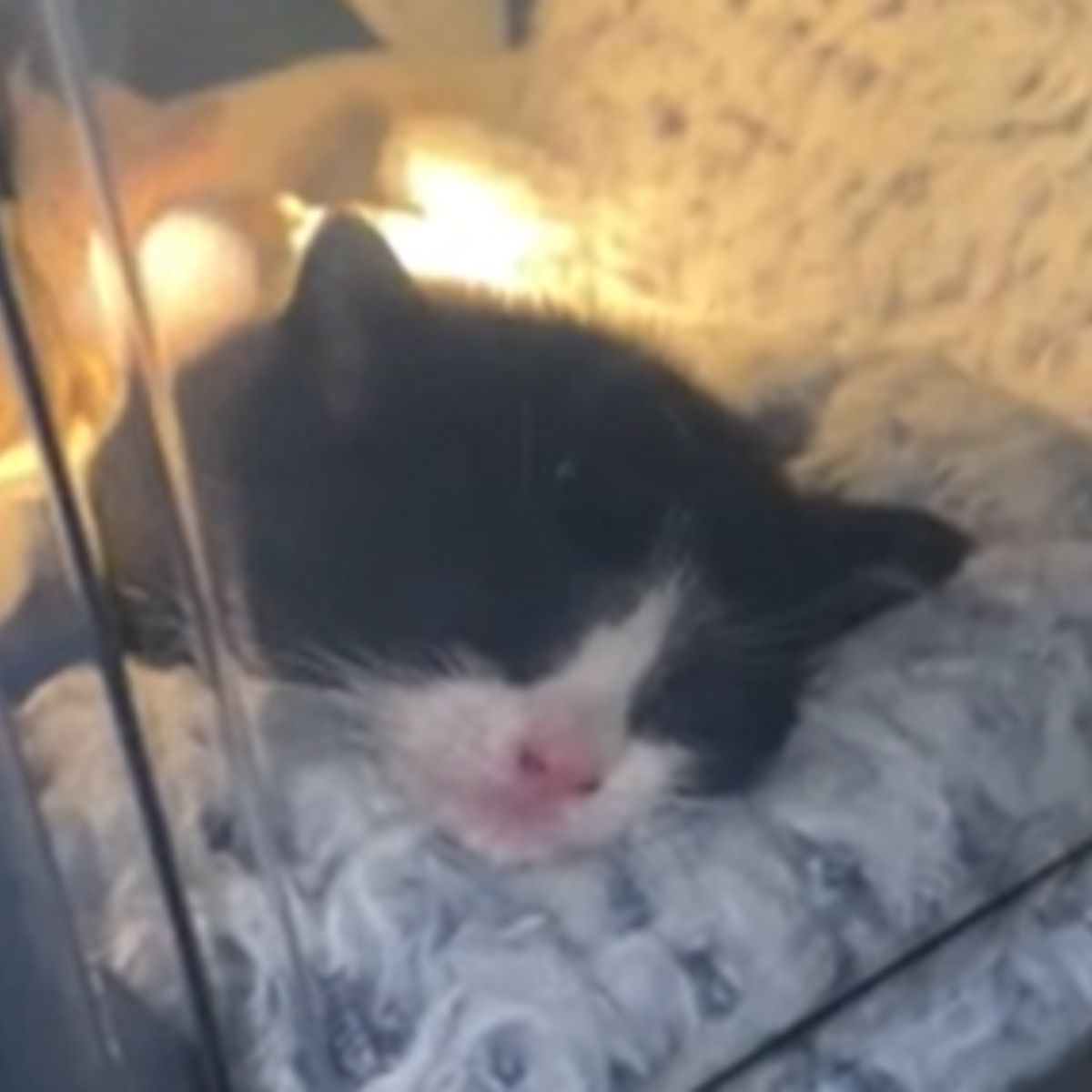 black kitten suffocating