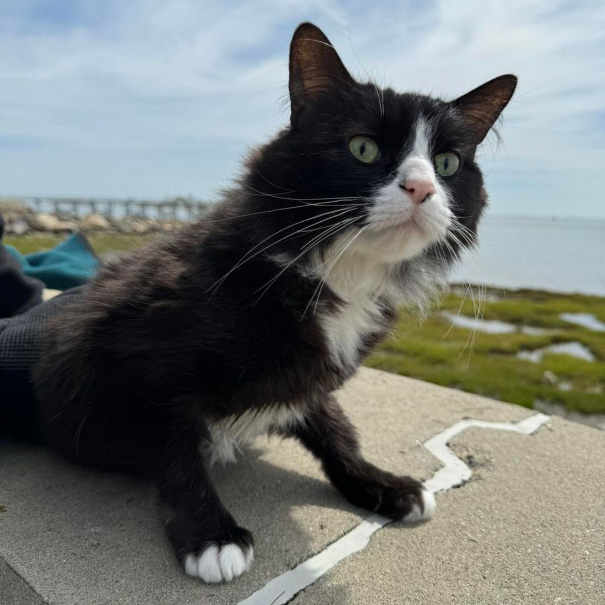 black paralyzed cat